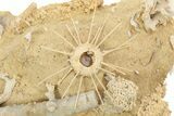 Miniature Fossil Cluster with Spiny Urchin (Polydiadema) - France #254087-2